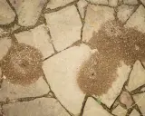 Dwa kopce mrówki w kostce brukowej, świadczące o pracowitym życiu pod stopami.