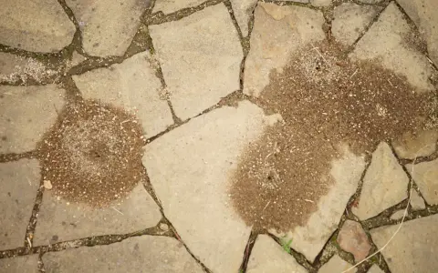Dwa kopce mrówki w kostce brukowej, świadczące o pracowitym życiu pod stopami.