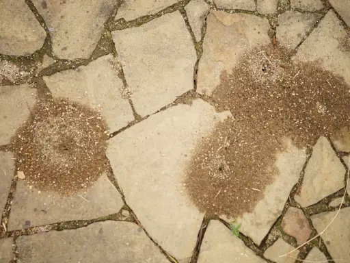 Dwa kopce mrówki w kostce brukowej, świadczące o pracowitym życiu pod stopami.