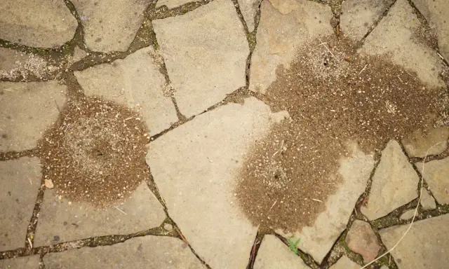 Dwa kopce mrówki w kostce brukowej, świadczące o pracowitym życiu pod stopami.