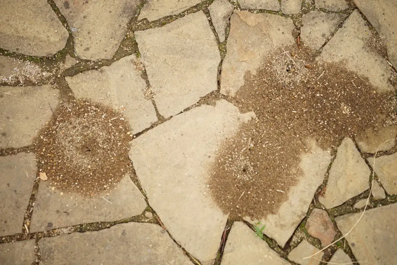 Dwa kopce mr&oacute;wki w kostce brukowej, świadczące o pracowitym życiu pod stopami.